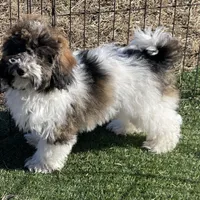 Layla, a female Havapoo for sale in Miami, OK – Photo 9 of 10