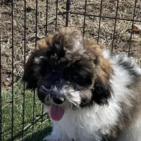 Layla, a female Havapoo for sale in Miami, OK – Photo 7 of 10