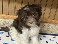 Coco, a male Havanese for sale in Miami, OK – 1 of 9