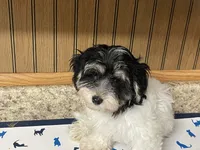 Oreo, a male Havanese for sale in Miami, OK – 9 of 10
