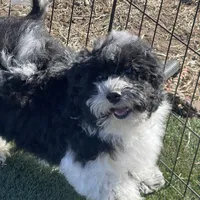 Aja, a male Havapoo for sale in Miami, OK – Photo 6 of 10