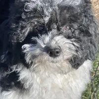 Aja, a male Havapoo for sale in Miami, OK – Photo 4 of 10