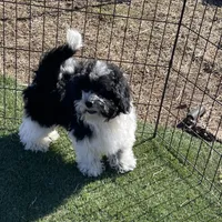 Aja, a male Havapoo for sale in Miami, OK – Photo 10 of 10