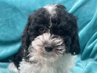 processed/375c28c1-0d6f-4f9c-9ff9-73a358e7af88/listing/5609c358-d9cc-4f2d-81f1-398397074f8d/37881fda-854d-4a09-8190-c356b85d481d