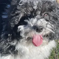 Aja, a male Havapoo for sale in Miami, OK – Photo 7 of 10