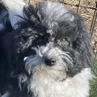 Aja, a male Havapoo for sale in Miami, OK – Photo 8 of 10