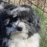 Aja, a male Havapoo for sale in Miami, OK – Photo 2 of 10