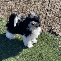 Aja, a male Havapoo for sale in Miami, OK – Photo 9 of 10