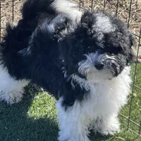 Aja, a male Havapoo for sale in Miami, OK – Photo 1 of 10