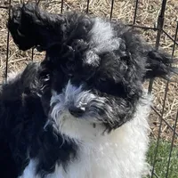 Aja, a male Havapoo for sale in Miami, OK – Photo 3 of 10