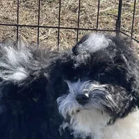 Aja, a male Havapoo for sale in Miami, OK – Photo 5 of 10