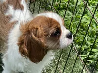 Clint, a male Cavalier King Charles Spaniel for sale in Miami, OK – 8 of 10
