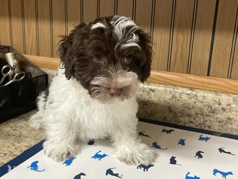 Waffle – Havanese puppy for sale in Miami, OK