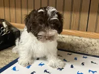 Waffle, a male Havanese for sale in Miami, OK – 1 of 10