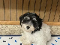 Oreo, a male Havanese for sale in Miami, OK – 8 of 10