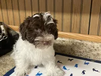 Waffle, a male Havanese for sale in Miami, OK – 9 of 10