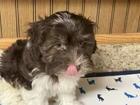 Coco, a male Havanese for sale in Miami, OK – 2 of 9