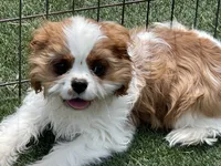 Mason, a male Cavalier King Charles Spaniel for sale in Miami, OK – 6 of 9