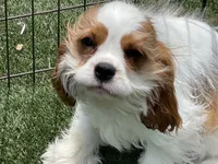 Baxter, a male Cavalier King Charles Spaniel for sale in Miami, OK – 4 of 10