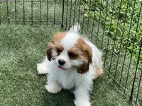 Baxter, a male Cavalier King Charles Spaniel for sale in Miami, OK – 7 of 10