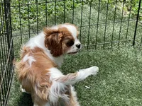Mason, a male Cavalier King Charles Spaniel for sale in Miami, OK – 5 of 9