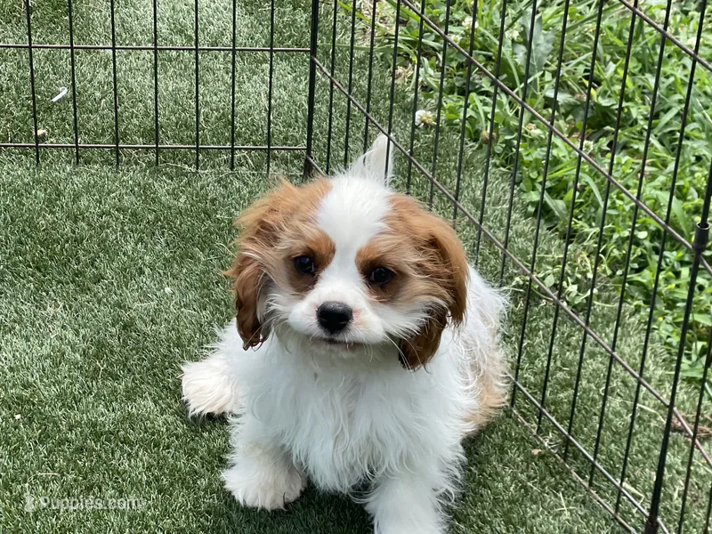 Baxter – Cavalier King Charles Spaniel puppy for sale in Miami, OK
