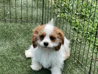 Baxter, a male Cavalier King Charles Spaniel for sale in Miami, OK – 1 of 10