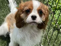 Clint, a male Cavalier King Charles Spaniel for sale in Miami, OK – 5 of 10