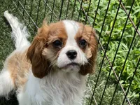 Clint, a male Cavalier King Charles Spaniel for sale in Miami, OK – 9 of 10