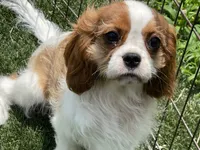Clint, a male Cavalier King Charles Spaniel for sale in Miami, OK – 3 of 10
