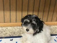 Oreo, a male Havanese for sale in Miami, OK – 4 of 10