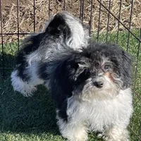 Rue, a female Havapoo for sale in Miami, OK – Photo 1 of 10