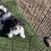 Rue, a female Havapoo for sale in Miami, OK – Photo 4 of 10