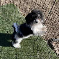 Rue, a female Havapoo for sale in Miami, OK – Photo 10 of 10