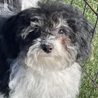 Rue, a female Havapoo for sale in Miami, OK – Photo 9 of 10