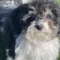 Rue, a female Havapoo for sale in Miami, OK – Photo 6 of 10