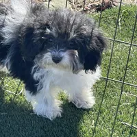 Rue, a female Havapoo for sale in Miami, OK – Photo 3 of 10