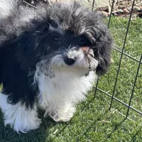 Rue, a female Havapoo for sale in Miami, OK – Photo 7 of 10