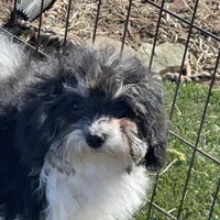 Rue, a female Havapoo for sale in Miami, OK – Photo 8 of 10