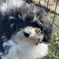 Rue, a female Havapoo for sale in Miami, OK – Photo 2 of 10