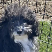 Jessy, a male Havapoo for sale in Miami, OK – Photo 3 of 9