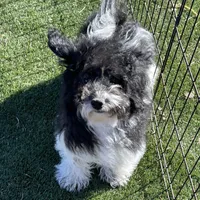 Jessy, a male Havapoo for sale in Miami, OK – Photo 6 of 9