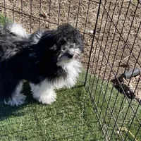 Jessy, a male Havapoo for sale in Miami, OK – Photo 7 of 9