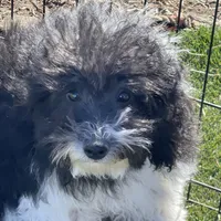 Jessy, a male Havapoo for sale in Miami, OK – Photo 2 of 9