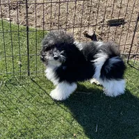 Jessy, a male Havapoo for sale in Miami, OK – Photo 8 of 9