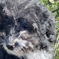 Jessy, a male Havapoo for sale in Miami, OK – Photo 5 of 9