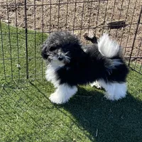 Jessy, a male Havapoo for sale in Miami, OK – Photo 9 of 9