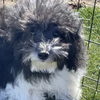 Jessy, a male Havapoo for sale in Miami, OK – Photo 1 of 9