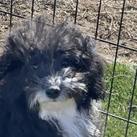 Jessy, a male Havapoo for sale in Miami, OK – Photo 4 of 9