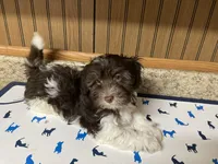 Coco, a male Havanese for sale in Miami, OK – 8 of 9